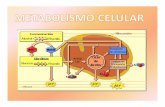 Conjunto de reacciones químicas que suceden en la célula y ... · Conjunto de reacciones químicas en las que el piruvato , producto de la glucolisis, es desdoblado a CO2 y H2O