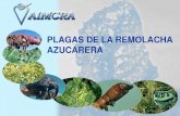 PLAGAS DE LA REMOLACHA AZUCARERA - AIMCRAaimcra.com/Publicaciones/Documentos/Otras/Plagas_tecnico.pdf · remolacha. POLILLA (Scrobipalpa ocellatella) Larva de lepidóptero que se