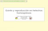 Estrés y reproducción en helechos homospóreos€¦ · II Taller sobre Conservación de Pteridófitos en Andalucía Athyrium filix-femina Dryopteris affinis 1 µmol m-2 s 1 1,5