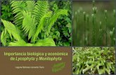 Laguna Barbosa Leonardo Favio - pss351.files.wordpress.com · Las pteridofitas son plantas vasculares sin semilla con actualmente 12,000 especies conocidas. Forman filogenéticamente