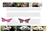 lujan2015.files.wordpress.com · Web viewEl oso panda o panda gigante (Ailuropoda melanoleuca) es una especie de mamífero del orden de los carnívoros y aunque hay una gran controversia