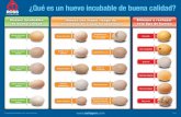 ¿Qué es un huevo incubable de buena calidad?pt.aviagen.com/assets/Uploads/HuevoIncubableDeBuenaCalidad.pdf · ¿Qué es un huevo incubable de buena calidad? Huevos incubables de