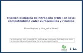 Fijación biológica de nitrógeno (FBN) en soja ... curasemill… · Fijación biológica de nitrógeno (FBN) en soja: compatibilidad entre curasemillas y rizobios Elena Beyhaut