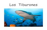 Los Tiburones - OER2Gooer2go.org/mods/es-mustardseedbooks/Content/Spanish/LosTiburon… · Los tiburones tienen un buen sentido del olfato y pueden seguir el olor de sangre desde