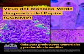 Virus del Mosaico Verde Jaspeado del Pepino (CGMMV) · El virus del mosaico verde jaspeado del pepino (CGMMV, por su sigla en inglés) que fue originalmente detectado en 1935, fue