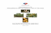 INSTRUCTIVO PROSPECCION INTEGRAL DE CITRICOS · La actividad de Prospecciones de cultivos y productos agrícolas se enmarca dentro de las Prospecciones Agrícolas del Sistema de Vigilancia