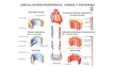 CIRCULACIÓN PERIFÉRICA: VENAS Y ARTERIAS...PRESIONES EN EL SISTEMA CIRCULATORIO Presión de pulso Capacidad amortiguadora del pulso de presión por las grandes arterias Distensión