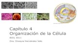 Capítulo 4 Organización de la Célula · 4.1 La célula: unidad básica de vida Teoría Celular Los trabajos de Schleiden (1838), Schwann (1839) y Vichow (1855) 1.Las células son