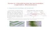 Tema 1: Clasificación de los tejidos vegetales. Meristemosfuturosbiologos.weebly.com/uploads/8/9/6/7/8967881/tema...2. Clasificación de los tejidos vegetales En los tejidos vegetales