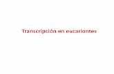 Transcripción en eucariontes - UNAMdepa.fquim.unam.mx/amyd/archivero/Clase15_23349.pdf · 2013. 4. 9. · Factores Basales de transcripción Clase II (TFII) TFIID: TBP (proteína