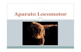 Aparato Locomotor - WordPress.com · 2020. 5. 10. · Aparato locomotor El aparato locomotores el conjunto de órganos que permiten mover el cuerpo y mantener su postura. Está formado