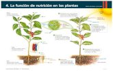 4. La función de nutrición en las plantas · La función de nutrición en las plantas GRUPO EDITORIAL LUIS VIVES cofia pelos absorbentes Tallo. Mantiene erguida la planta y transporta