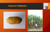 Especies Poliploides · Los cultivares modernos de caña de azúcar se derivan de cruzas simples entre muy pocas variedades generadas hace cerca de 120 años. Base Genética. Generación