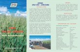 New AVENA ORIGEN INIA 902 - AFRICANA · 2018. 5. 15. · Hecho el Depósito Legal en la Biblioteca Nacional del Perú Nº: 2006-10816 ESTACIÓN EXPERIMENTAL AGRARIA ILLPA - PUNO 2006