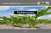 Tubérculos · 2. agriCulTura y Biodiversidad 02 pérdida de biodiversidad: es el momento de actuar agriCulTura y Biodiversidad TuBérCulos Cultivo de la remolacha azucarera. 5 marco