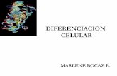 New DIFERENCIACIÓN CELULAR II · 2017. 6. 16. · Tipos de genes que participan en la diferenciación celular: a).- Genes de mantenimiento: Genes que se encuentran activos en todos