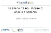 Le aliene fra noi: il caso di acacia e senecio...Presentazione di PowerPoint Author: Franci Simona Created Date: 6/30/2017 8:57:26 AM ...