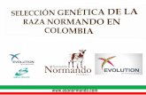 La raza normando: pionera en la selección genética en ...€¦ · Evaluación de la Producción de leche de la raza en Colombia de 1989 a 2001. 57 Kg/año. • 2001. Inicio Programa