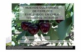 NUEVOS CULTIVARES DE CEREZOS EVALUADOS EN CHILE … · Período cosecha Burlat +3 a +6 días (Italia). En Chile, Temporada 2018/2019 madurez de cosecha en el Tambo se ha observado