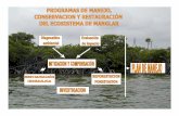 ResponsableResponsable · Nivel micro topográfico de distribución de los manglares (Datos no corregidos al nivel medio del mar) Centro EPOMEX. UAC, Universidad Centro EPOMEX. UAC,