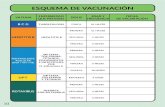 New VACUNA DOSIS ENFERMEDAD FECHA QUE PREVIENE · 2020. 3. 30. · vacuna dosis enfermedad que previene edad y frecuencia fecha de vacunaciÓn rotavirus b c g hepatitis b pentavalente