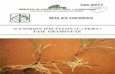 MALAS HIERBAS (CYNODON DACTYLON (L.) PERS ......Es típica de cultivos estivales, herbáceos y leñosos, de secano y regadío (viña, frutales, olivo, maíz, caña de azúcar y algodón).