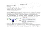 MANIFESTACIONES RENALES DE LOS DESÓRDENES DE ...asocolnef.com/wp-content/uploads/2020/10/MANIFESTACIONES...molecular (50-70 KD (dependiendo del tipo de Ig). Los polipéptidos de bajo