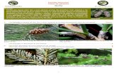 Biodiversidad Virtual - Familia Pinaceae Clave de géneros · principales géneros que nos vamos a encontrar tanto en bosques como en jardines. Los caracteres en los que nos vamos
