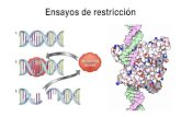 Ensayos de restricción · Enzimas de restricción Son endonucleasas que reconocen secuencias palíndromicas de 4-6 pb. El nombre lo reciben por su función natural en las bacterias: