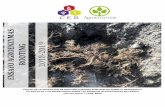 ZYMAS - CER | Estudiosestudios.ceresearch.com/upload/pdf/Producto:... · Durante el receso invernal se tomó una muestra de 100 g. de raíces provenientes de las plantas de cada tratamiento