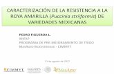 CARACTERIZACIÓN DE LA RESISTENCIA A LA ROYA AMARILLA ... · PEDRO FIGUEROA L. INIFAP PROGRAMA DE PRE-MEJORAMIENTO DE TRIGO MASAGRO BIODIVERSIDAD - CIMMYT 31 de agosto de 2017 CARACTERIZACIÓN