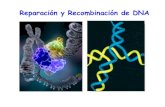 Reparación y Recombinación de DNA - UNAMdepa.fquim.unam.mx/amyd//archivero/Clase13_23327.pdf · estructura D y desplazamiento por síntesis nueva de DNA 5. Migración recíproca