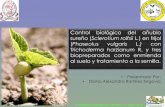Control biológico del añublo sureño (Sclerotium rolfsii L ...€¦ · •Importancia y Origen del Frijol •Taxonomía •Morfología de la Planta •Requerimientos Climáticos