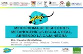 MICROBIOMA DE REACTORES METANOGÉNICOS ESCALA …triton-cyted.com/wp-content/uploads/2019/10/Microbioma.pdf · • Reactor UASB modificado (Passeggi et al., 2012) • Inoculación