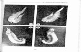 4.- Anatomía del sistema digestivo.€¦ · 4.- Anatomía del sistema digestivo. Figura 4-7.- Primer arco branquial de Coelorhynchus occa. A: cara anterior; B: cara posterior. Figura