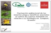 Fluctuación poblacional de los insectos plaga y benéficos ... · Se considera que uno de los factores limitantes su rendimiento en los sistemas de producción de Ecuador es la incidencia