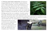 El Fraxinus angustifolia) es un árbol caducifolio, con ...€¦ · El fresno de hoja estrecha (Fraxinus angustifolia) es un árbol caducifolio, con copa amplia, tronco grisáceo