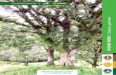 Quercus germana - Red de Viveros de Biodiversidad · ENCINO ROBLE / Quercus germana Pertenece a la familia Fagaceae. Son árbo-les hasta de 25 m de altura y con fuste de hasta 1