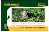 CODORNIZ · Title: CODORNIZ.p65 Author: Fernando Toquero Created Date: 12/9/2010 11:44:06 AM