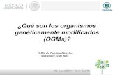 ¿Qué son los organismos genéticamente modificados (OGMs)? · Agrobacterium sp. Schell, Chilton, Van Montagu, Fraley, y Horsch, 1983. Planta GM A) Pequeñas partículas de oro o