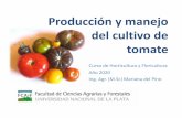 Producción y manejo del cultivo de tomate · Tomate fresco Sup. (ha) NOA 5500 (250 inv) NEA 800 (inv) Cinturón de Bs As 1400 (inv y campo) Mar del Plata 1200 (inv y campo) Mendoza