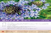 *73— / Scilla peruviana 14-5 Tel: 090-81 18-4505 Contact to ...shikiflower.com/flowers/upimg/hoshino_sonata.pdf*73— / Scilla peruviana 14-5 Tel: 090-81 18-4505 Contact to us e-mail: