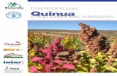 Descriptores para Quinua y sus parientes silvestres · 2020. 6. 7. · El presente trabajo de actualización de los descriptores de la quinua, ha sido financiado por el Proyecto Semillas