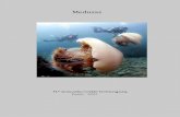 Medusas - CAUMAS...2015/03/03  · La medusa Turritopsis Nutricula es una diminuta criatura de apenas medio centímetro que lleva mas de una década dejando perpleja a toda la comunidad
