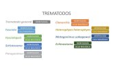 Trematodos - UCMTREMATODOS Trematodo general ... vellosidades intestinales (Metagonimus: posible perforación) eclosión (tubo digestivo) MIRACIDIO ESPOROCISTO penetración REDIA (hepatopáncreas)