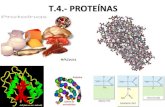 Biología. 2º Bachillerato. Tema 4.- Proteínasiesvinalopo.com/departamentos/biologia/wp-content/uploads...1.1.- Aminoácidos proteicos Moléculas orgánicas que presentan un radical