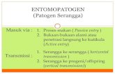ENTOMOPATOGEN (Patogen Serangga) · akhirnya pecah, memungkinkan sel2 bakteri utk menyerbu haemocol inang. Bakteri dengan cepat berkembangbiak, dan pd spesies yg lebih rentan akan