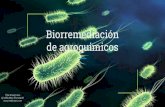 Biorremediación de agroquimicos...Biorremediación microbiana del DDT Hace unos años, este insecticida era utilizado masivamente.. Sin embargo, las intoxicaciones de rociadores y