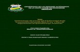 UNIVERSIDAD DE LAS REGIONES AUTÓNOMAS DE LA COSTA …repositorio.uraccan.edu.ni/674/1/Tesis Juan Chojoj Mux.pdf · UNIVERSIDAD DE LAS REGIONES AUTÓNOMAS DE LA COSTA CARIBE NICARAGÜENSE