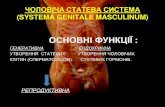 ОСНОВНІ ФУНКЦІЇ - ANATOManatom.in.ua/wp-content/uploads/11.-SYSTEMA...organa genitalia masculina interna - ЯЄЧКА З НАД'ЯЄЧКАМИ (testis, epididymis) -